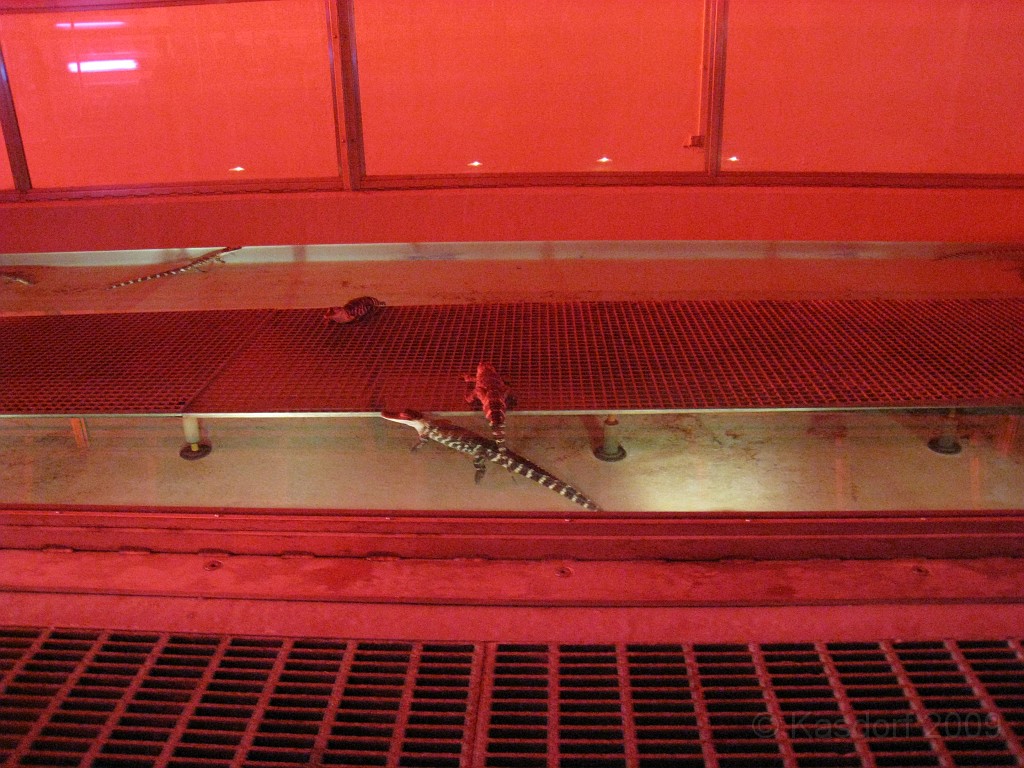 Disney 2010 D3 0470.jpg - January 9-11, 2010 Disney World Florida. Monday, up and ready to roll, took shuttle to Epcot. Caught a couple shows and took a lot of pictures. Finally had to call it a day to get to our plane to go home.